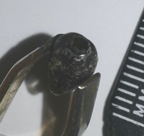 Coleottero da ID (Curculionidae?): cfr. Otiorhynchus sp.